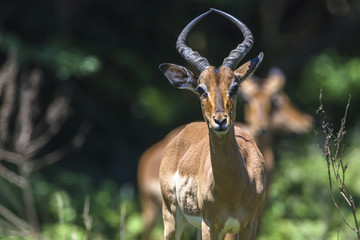Buck Wildlife Animal alert for dangers