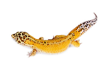 Leopard Gecko-Overhead View