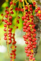 Effects of Areca catechu