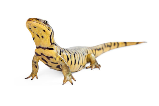 Tiger Salamander on White Lifting Head