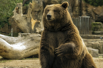 Oso pardo esperando