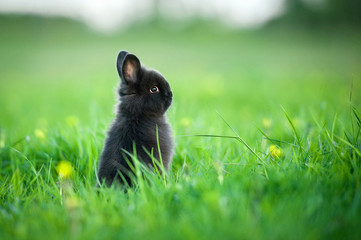 Adorable little black rabbit sitting on its hind legs on the field