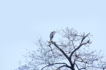 木のてっぺんにとまるアオサギ