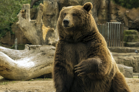 Oso pardo esperando
