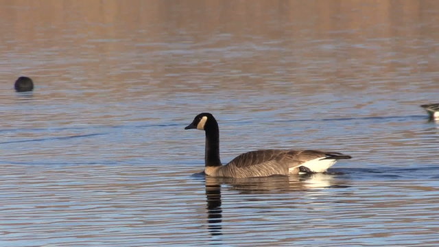 Canada Goose Swimming on Lake