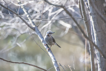 振り返るヒヨドリ