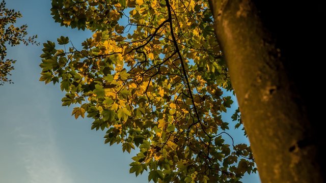 Herfstbladeren timelapse