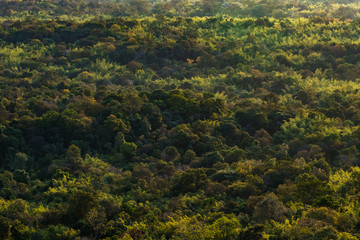 Fototapeta na wymiar aerial view of forest in the morning