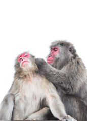 Isolated on white background Japanese macaque, Arashiyama, Kyoto