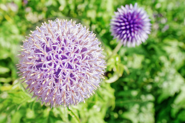 Closeup of a purple garden leek on a green background