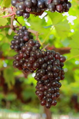 grapes in vineyard on a sunny day