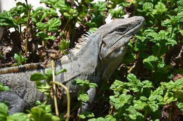 Iguana