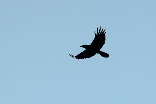 Corvo imperiale (Corvus corax) in volo silhouette