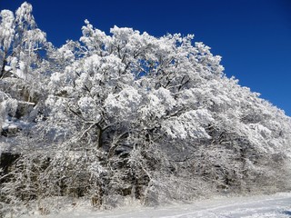 Snow in Winter Landscape under blue sky