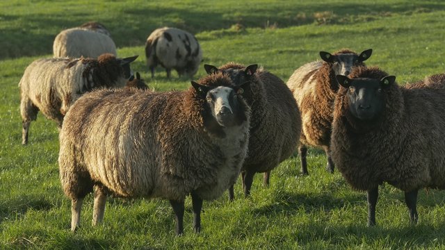 Zwarte schapen in de kou