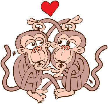 Lovely couple of brown monkeys dating in a romantic encounter, having fun and tenderly feeling in love while looking for lice in each other's head and eating them