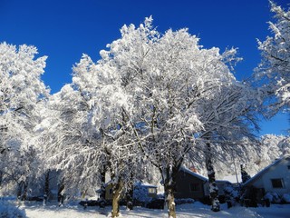 Fototapeta na wymiar Winter landscape under blue sky trees covered by snow