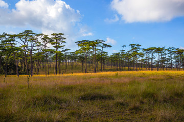 Pine forest at Phu Soi Dao