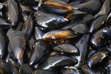 Mussel