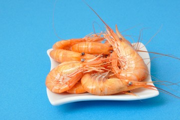 prawn Shrimp
