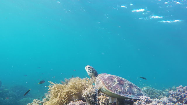 Sea turtle resting on soft corals.Diving and snorkeling in the tropical sea.Travel concept,Adventure concept.