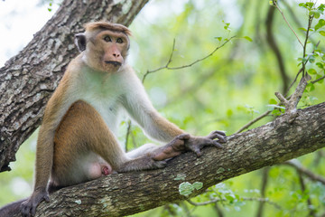 Toque macaque monkey sitting on a tree  in natural habitat in Sr