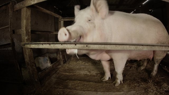 Lovely Pig And Their House in Shed During The Mating Season
