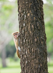 Toque macaque monkey climbing a tree  in natural habitat in Sri