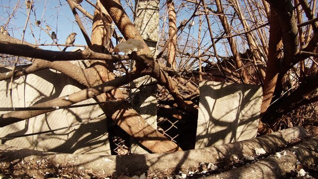 Several Birds Are Jumping on The Bare Branches of The Trees in Early Spring.