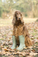 Funny dog in rubber boots