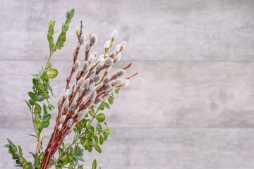 Catkins Grey Background Boxtree