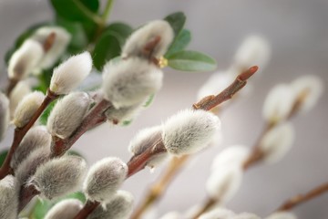 Catkins Close-Up