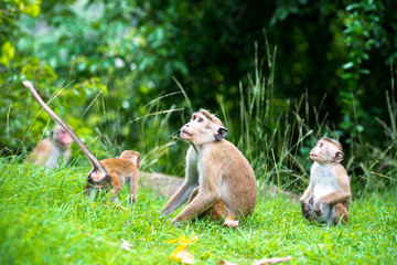 Family of toque macaque monkeys in natural habitat in Sri Lanka