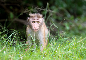 Toque macaque monkey baby in natural habitat in Sri Lanka