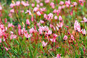 Glade with the blossoming cranberry