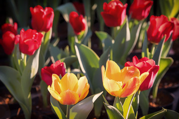 Colorful tulips in the garden.