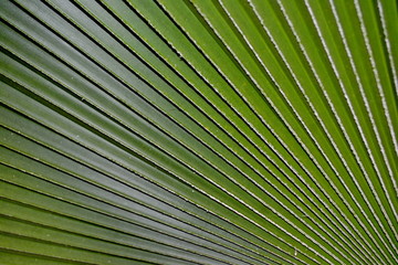 fan palm have beautiful lines  