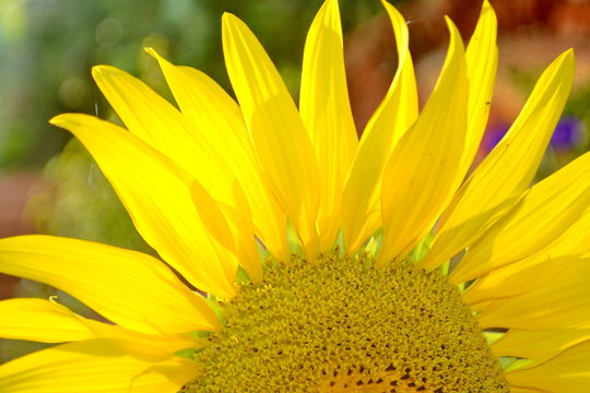 Common Sunflower, Helianthus annuus, COMPOSITAE.