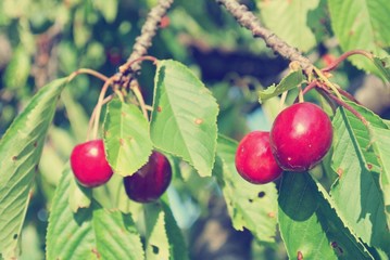 Ripe red cherries hanging from a branch of a cherry tree in an orchard, on a sunny day. Image filtered in faded, retro, Instagram style with soft focus.