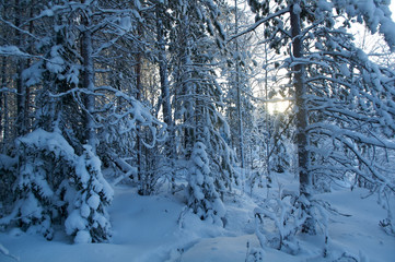 Winter landscape