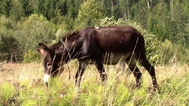 Mule walking serene and grazing plants from time to time on alpine pasture on windy day in late summer