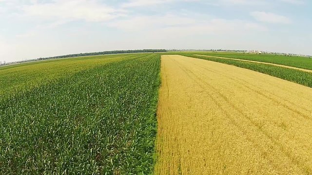 Agricultural landscape with two cultivated surfaces of corn and wheat , aerial forward movement