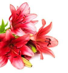 Pink lily isolated