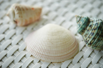 Seashells photos, royalty-free images, graphics, vectors & videos ...