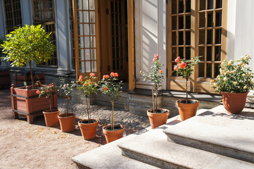 Roses in the pot in line with big windows and stairs