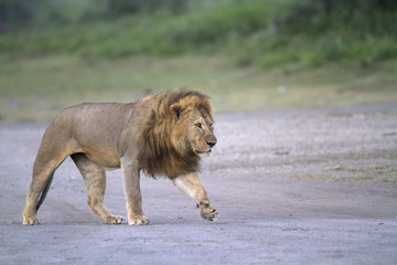 Free wild male african lion walking