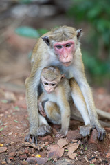 Female toque macaque monkey with baby in natural habitat in Sri