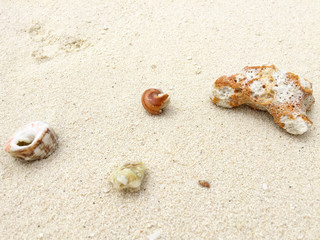 Fototapeta na wymiar Seashells on the sand in a tropical island, Maldives.