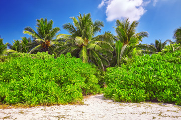 Fototapeta na wymiar Coconut palms on a tropical island in the Maldives, middle part