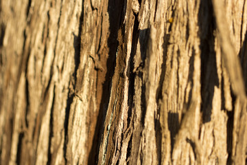 albero, corteccia, tronco, legno
